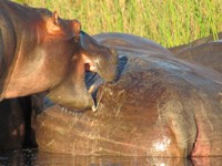 Free Photos of Hippos. Free stock photos to use.
                Hippopotamus facts