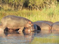 Free Stock photos to use . Free Pictures of
                hippopotamus. baby hippo