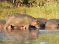 Free Stock photos to use . Free Pictures of baby
                hippopotamus