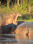 Free Stock photos to use . Baby hippo with mother.
                Free Pictures.