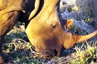 Free stock photos to use. Royalty Free
                      pictures of rhino