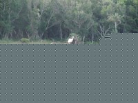 Free stock photos. Free pictures of Rhino. Rhino
                with cattle egrets
