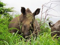 Free stock photos. Free pictures of Rhino. Rhino in
                the grass