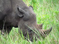 Free stock photos. Free pictures of Rhino. Rhino
                eating