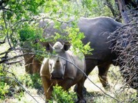 Free stock photos. Free pictures of Rhino. Baby
                Rhino 2