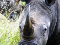 Free stock photos. Free pictures of Rhino. Big
                rhino horn