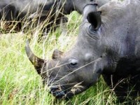 Free stock photos. Free pictures of Rhino. white
                rhino