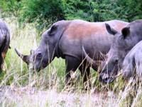 Free stock photos. Free pictures of Rhino. Red
                white rhino