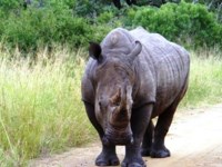 Free stock photos. Free pictures of Rhino. Charging
                rhino