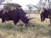 Free stock photos. Free pictures of Rhino. Long
                horn rhinoceros