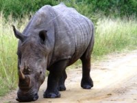 Free stock photos. Free pictures of Rhino. Rhino on
                road