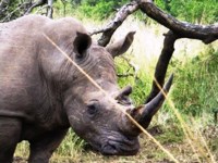 Free stock photos. Free pictures of Rhino. White
                rhino in Hluhluwe