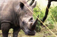 Free stock photos. Free pictures of Rhino. White
                rhino posing