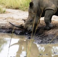 Free stock photos. Free pictures of Rhino. Rhino
                reflexion