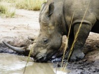 Free stock photos. Free pictures of Rhino. Rhino
                drinking