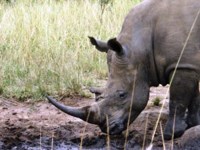 Free stock photos. Free pictures of Rhino.