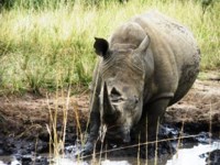 Free stock photos. Free pictures of Rhino. Rhino
                facts