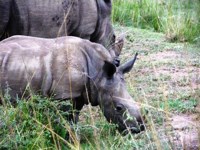 Free stock photos. Free pictures of Rhino. Cute
                baby rhino
