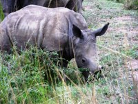 Free stock photos. Free pictures of Rhino. Cute
                baby rhino 2