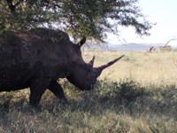 Free stock photos. Free pictures of Rhino. Long
                horn 2