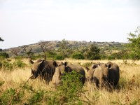 Free stock photos. Free pictures of Rhino. Crash of
                rhino