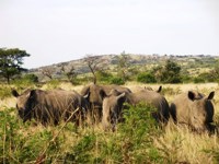 Free stock photos. Free pictures of Rhino. Big
                group of rhino