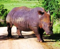 Free stock photos. Free pictures of Rhino. Images
                and facts