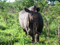Free stock photos. Free pictures of Rhino.
                Rhinoceros