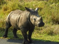 Free stock photos. Free pictures of Rhino. Baby
                rhino