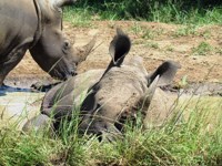 Free stock
                photos. Free pictures of Rhino. Mud bath