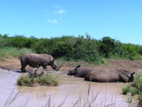 Free stock
                photos. Free pictures of Rhino. Rhino at water hole