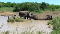 Free stock
                photos. Free pictures of Rhino. waterhole 2