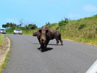 Free stock photos. Free pictures of Rhino. Road
                block
