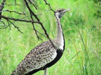 Royalty free pictures of birds. Free stock photos.
                Black bellied bustard