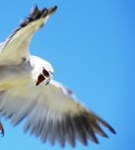 Royalty free pictures of birds. Free stock photos.
                Black shouldered kite