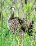 Royalty free pictures of birds. Free stock photos.