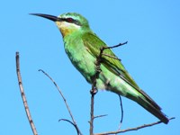 Royalty free pictures of birds. Free stock photos.
                Blue cheeked bee eater