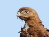 Royalty free pictures of birds. Free stock photos.
                Brown Snake Eagle