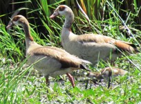 Royalty free pictures of birds. Free stock photos.
                Egyptin geese