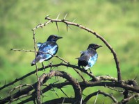 Royalty free pictures of birds. Free stock photos.
                Glossy starling