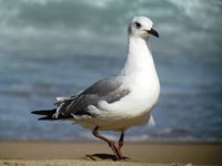 Royalty free pictures of birds. Free stock photos.
                Grey headed sea gull on the beach at Cape Vidal