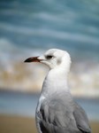 Royalty free pictures of birds. Free stock photos.
                Grey headed gull at Cape Vidal beach
