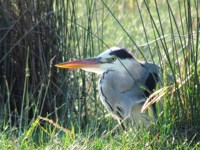 Royalty free pictures of birds. Free stock photos.
                Grey heron