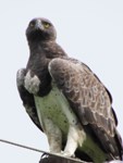 Royalty free pictures of birds. Free stock photos.
                Martial Eagle