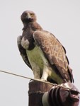Royalty free pictures of birds. Free stock photos.
                Martial Eagle