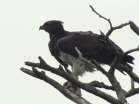 Royalty free pictures of birds. Free stock photos.
                Martial Eagle