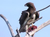 Royalty free pictures of birds. Free stock photos.
                Martial Eagle