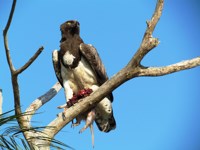 Royalty free pictures of birds. Free stock photos.
                Martial Eagle