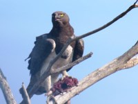 Royalty free pictures of birds. Free stock photos.
                Martial Eagle