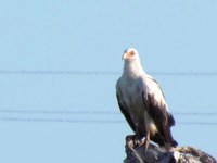 Royalty free pictures of birds. Free stock photos.
                Palmnut Vulture